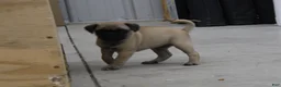 Jug dogs for sale: Taden - Ad 3