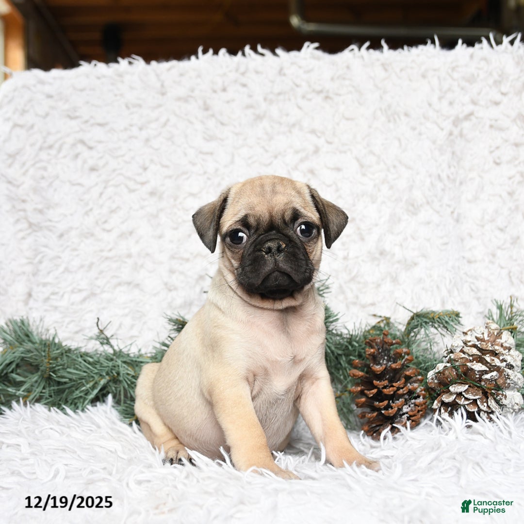 Pug dogs for sale: Pablo - Ad 2