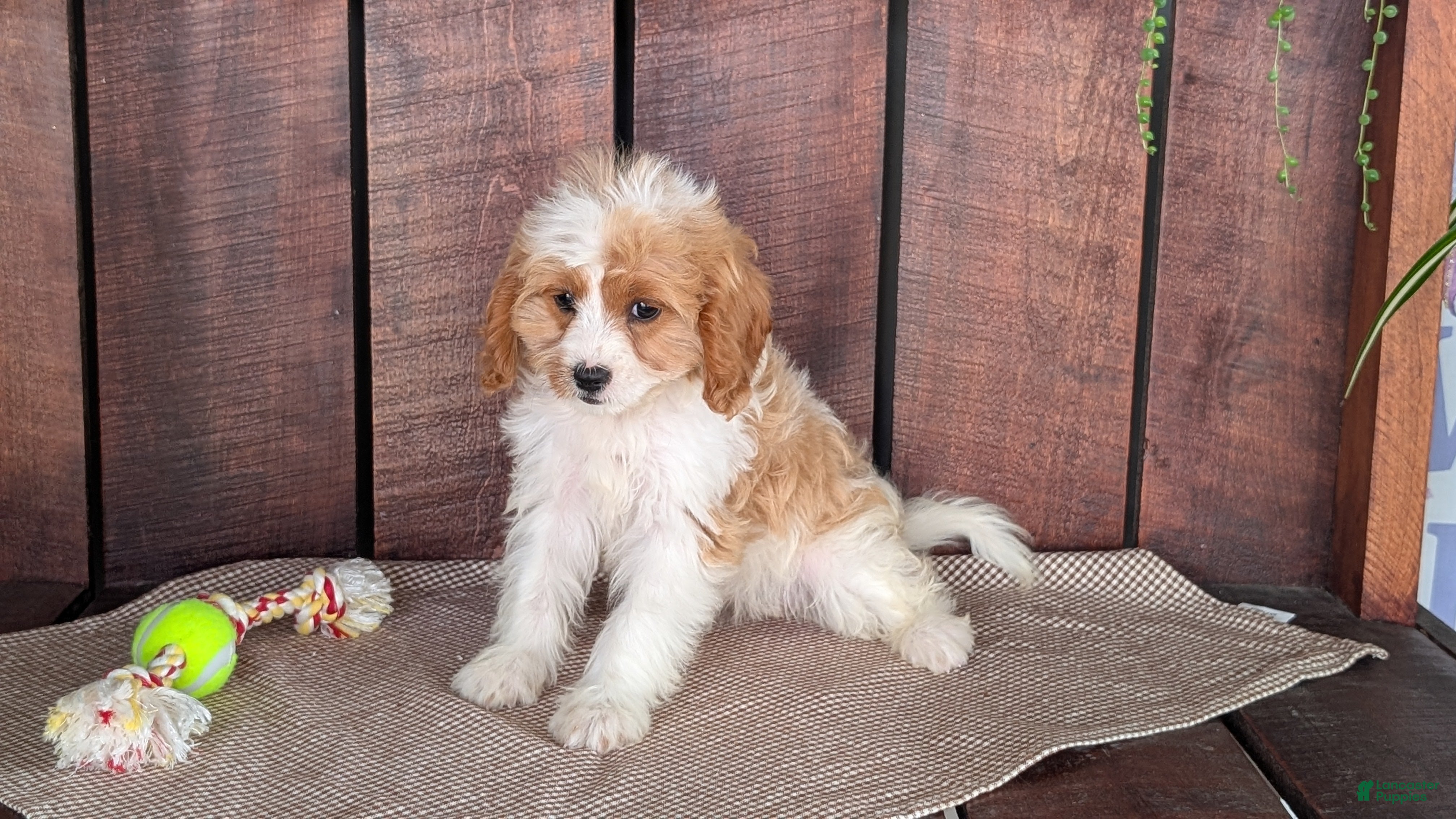 Cavapoo dogs Rayna - Ad 2