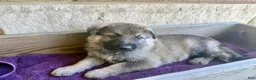 German Shepherd dogs for sale: Miles - Ad 3