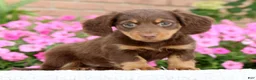 Miniature Dachshund dogs for sale: Daisy - Ad 6