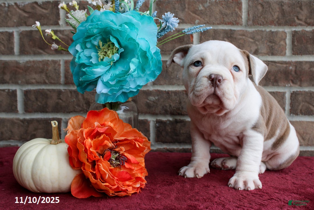 American Bully dogs for sale: Dolly - Ad 4