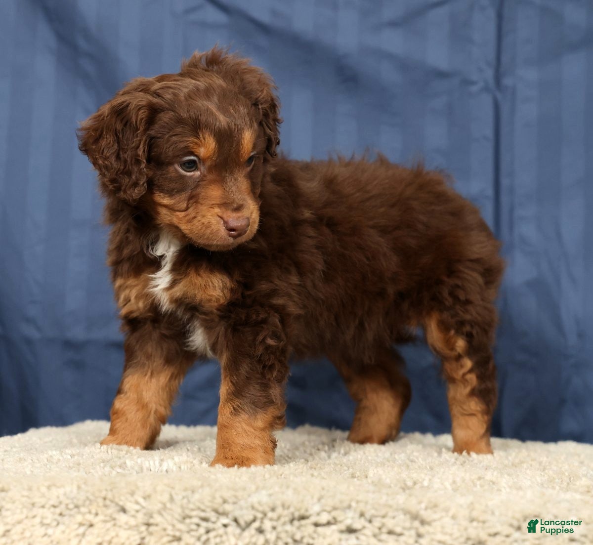 Mini Aussiedoodle dogs Alex - Ad 2