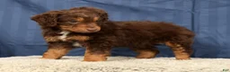 Mini Aussiedoodle dogs for sale: Alex - Ad 2