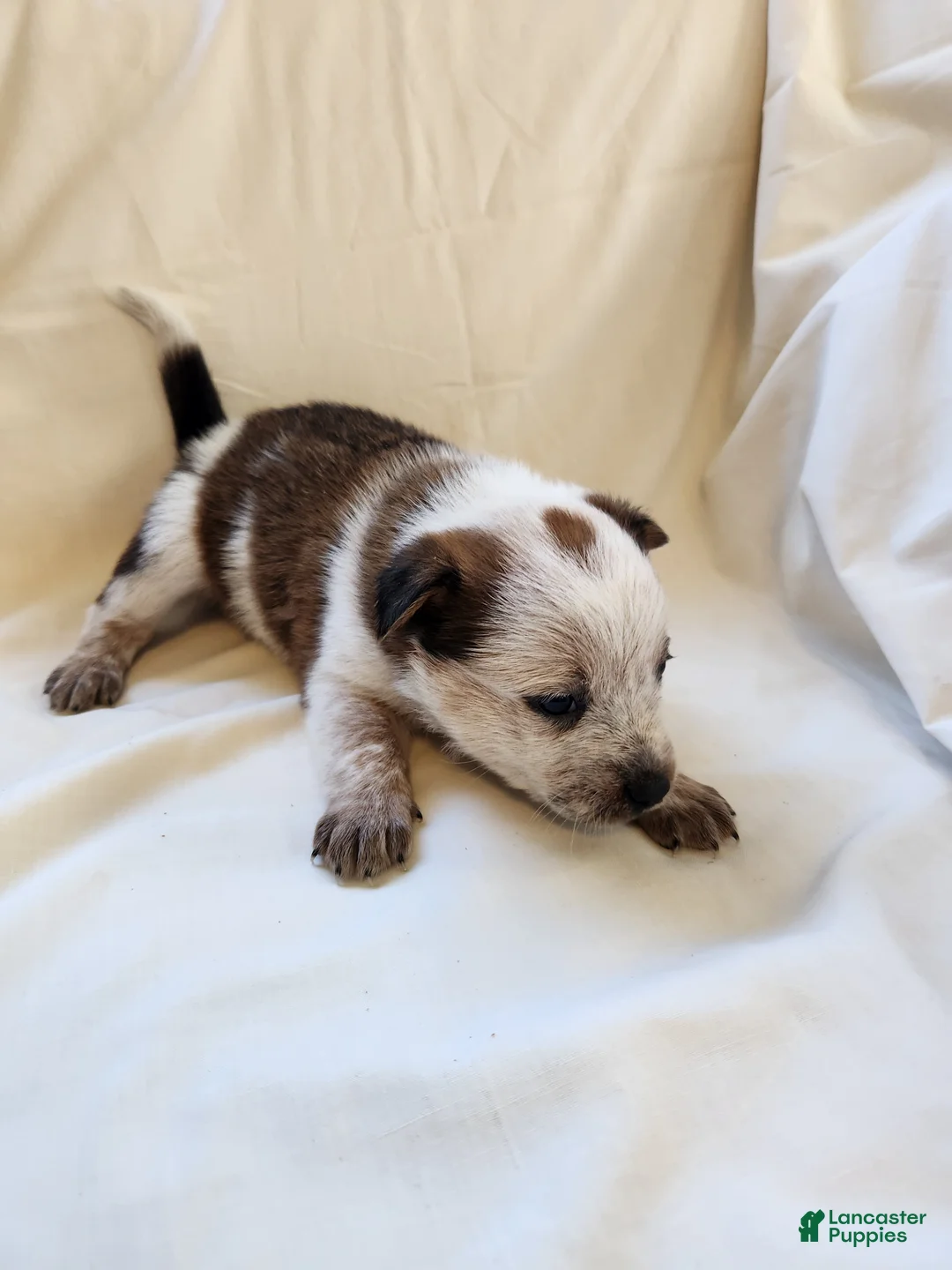 Australian Cattle Dog dogs for sale: Australian Cattle Dog Puppy 6 - Ad 2