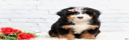 Mini Bernedoodle dogs for sale: Dakota - Ad 4