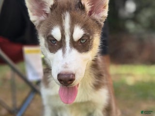 Siberian Husky dogs - Ad 4