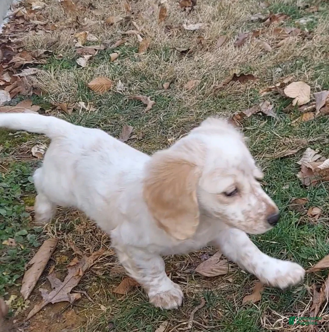 Miniature Dachshund dogs for sale: Hank - Male, Long-haired Miniature Dachshund Puppy - Ad 2