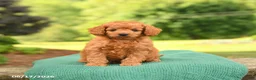 Mini Goldendoodle dogs for sale: Axel - Ad 4