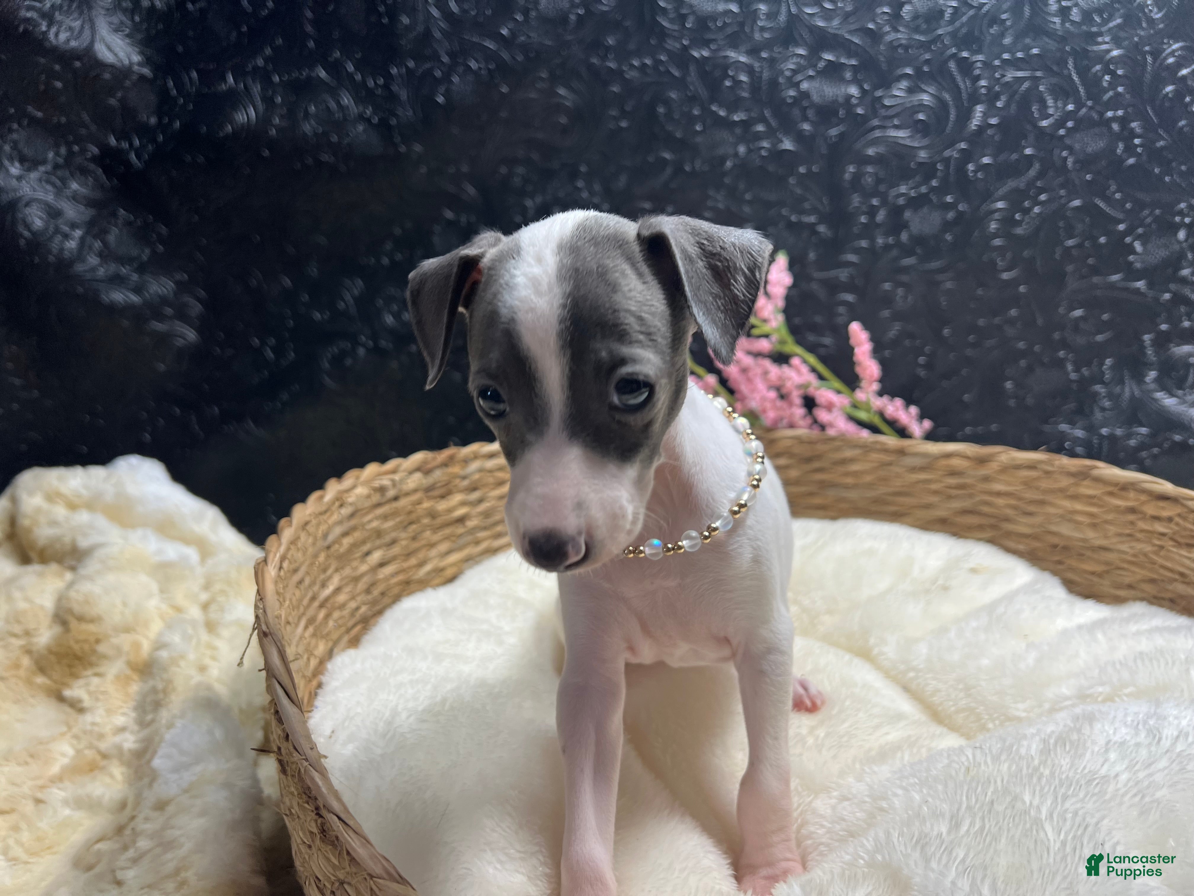 Italian Greyhound dogs Italian Greyhound 3 - Ad 2