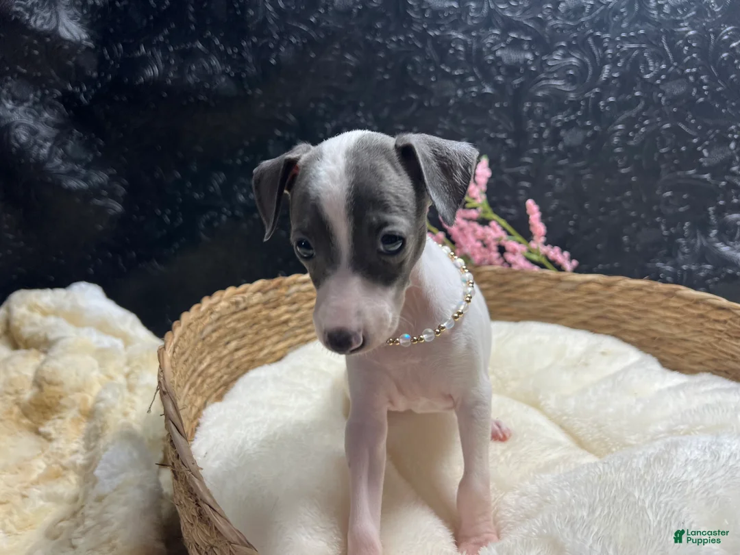 Italian Greyhound dogs for sale: Italian Greyhound 3 - Ad 2