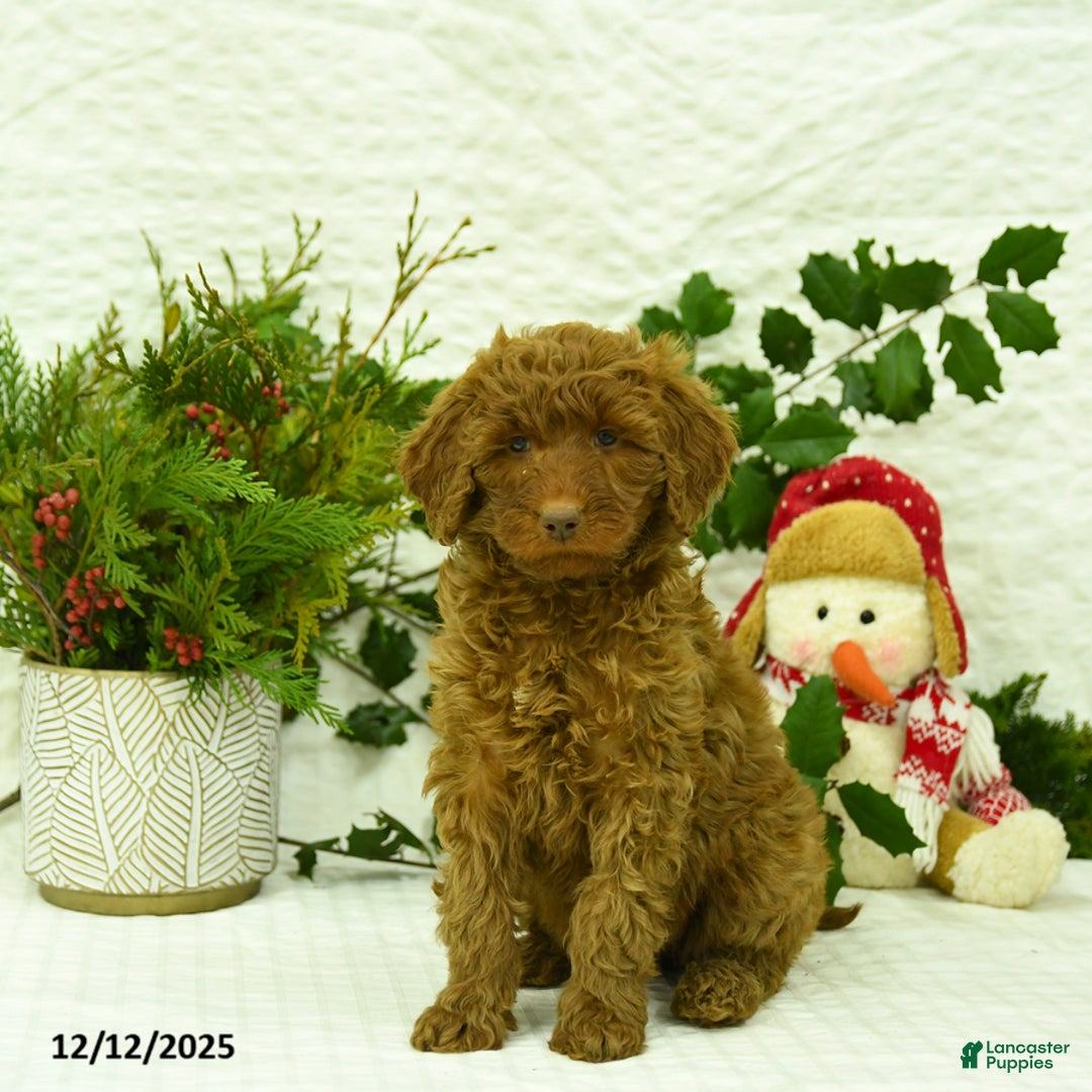 Goldendoodle dogs for sale: Kerrie - Ad 4