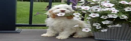 Cockapoo dogs for sale: Maci - Ad 6