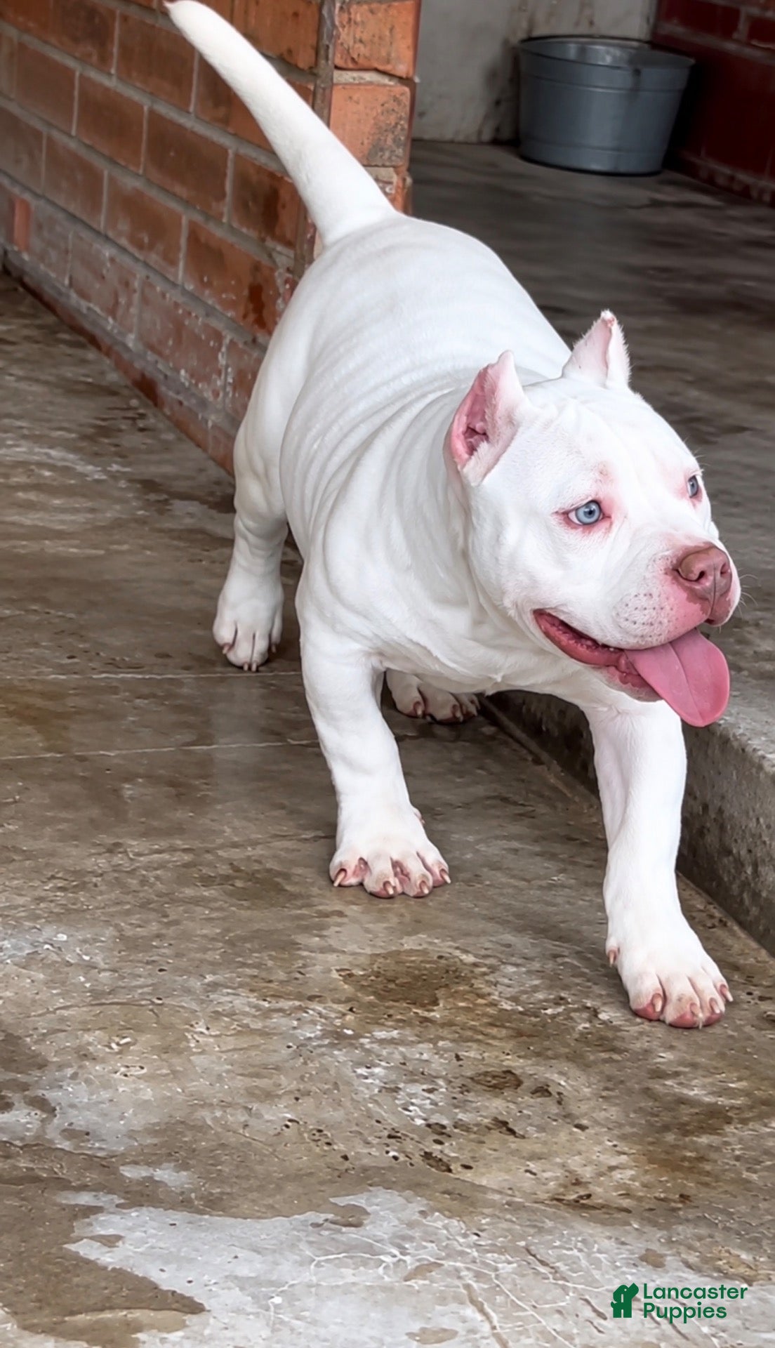 American Bully dogs for sale: American Bully 1 - Ad 10