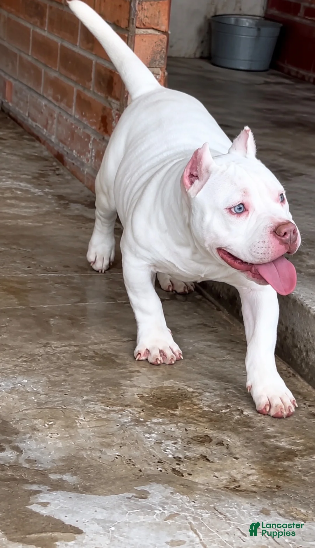 American Bully dogs for sale: American Bully 1 - Ad 1