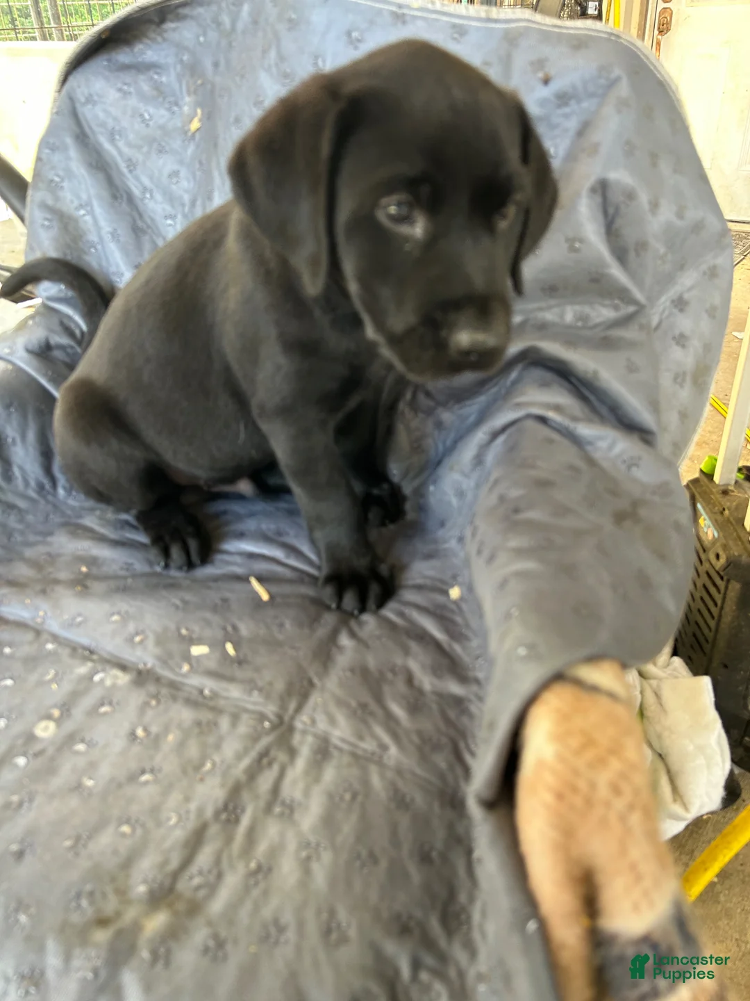 Labrador Retriever dogs for sale: Labrador Retriever Puppy 1 - Ad 2