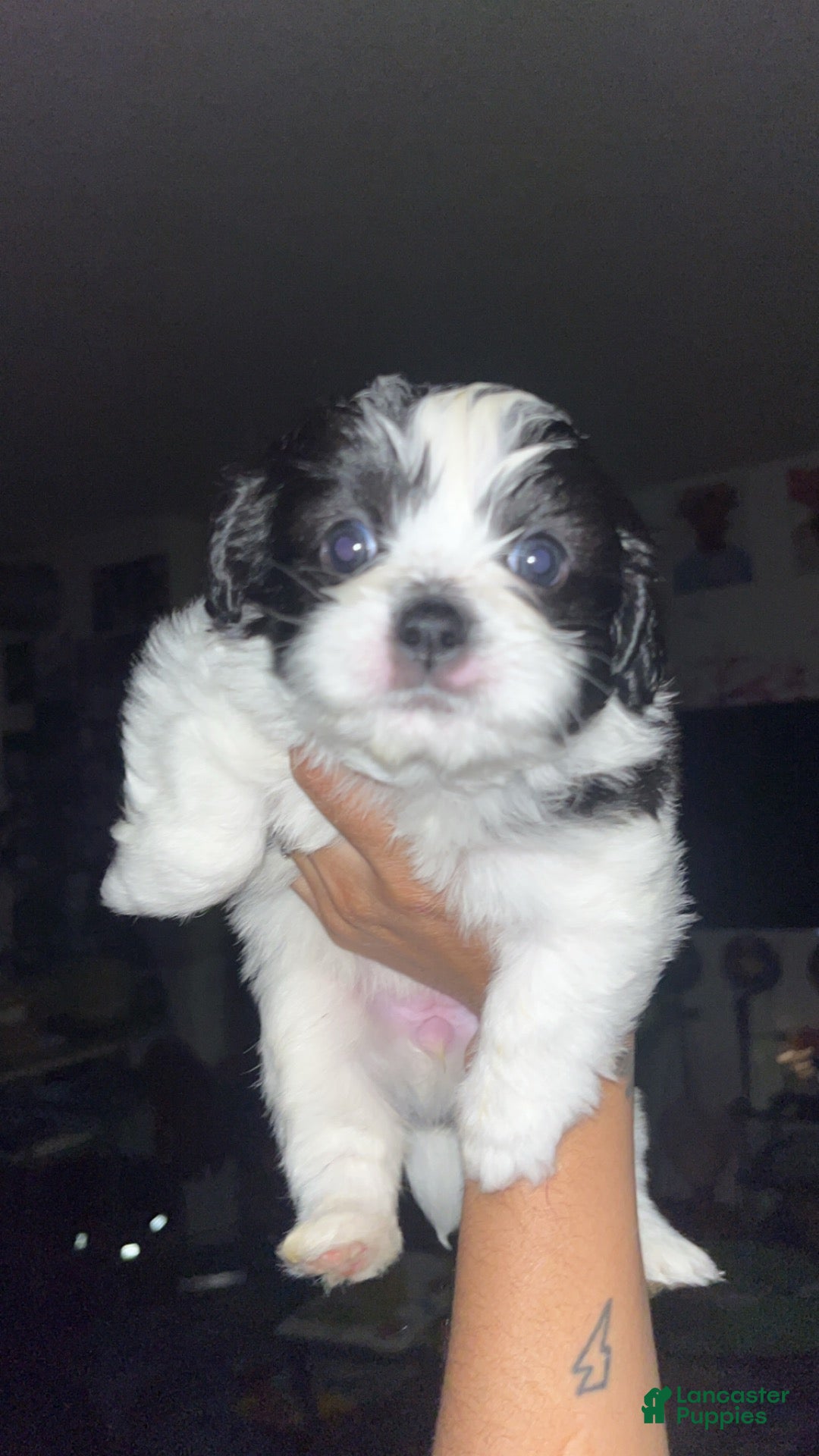 Mixed Breed dogs Manchester- Shih Pom - Ad 19
