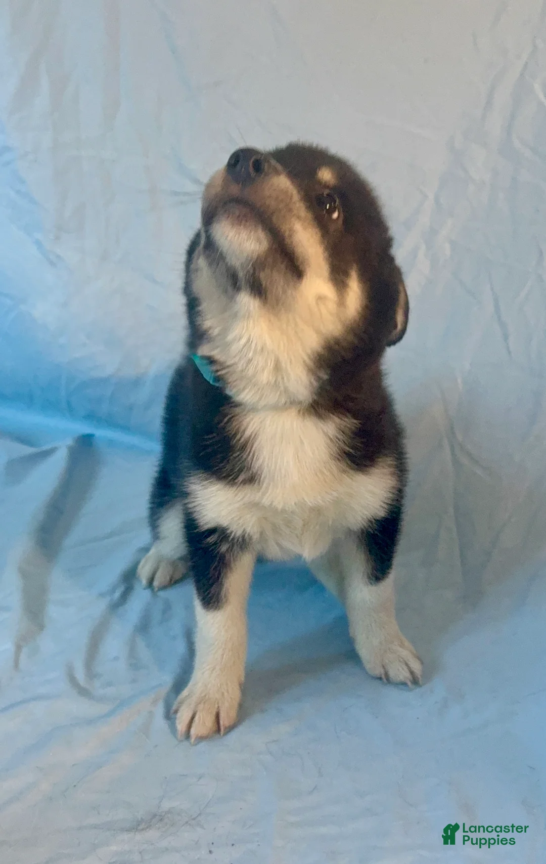 Mixed Breed dogs for sale: Maverick - Ad 4