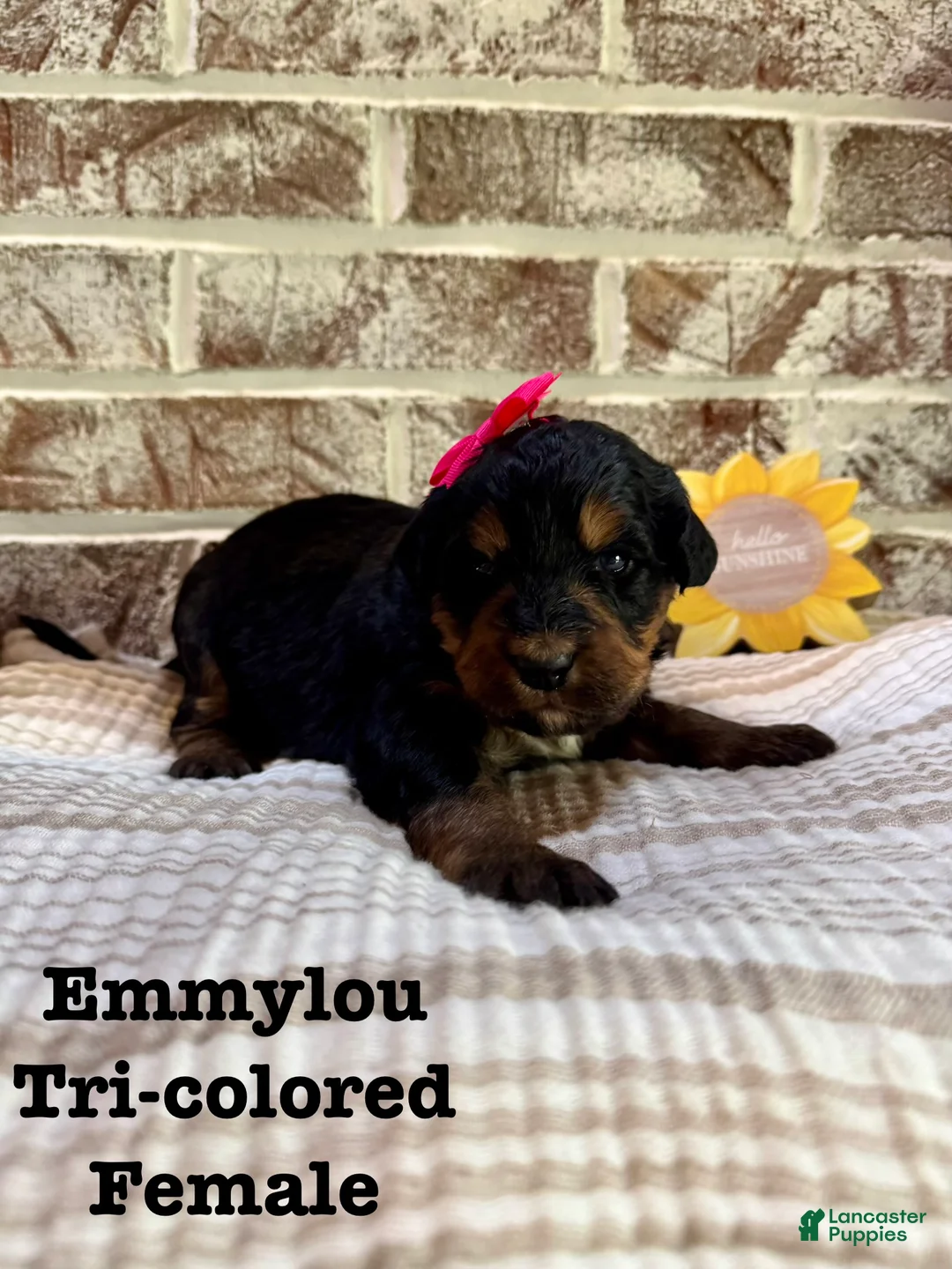 Bernedoodle dogs for sale: Emmylou - Ad 2