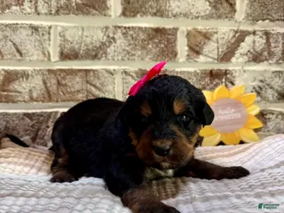 Bernedoodle dogs Emmylou - Ad 36