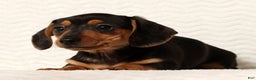 Miniature Dachshund dogs for sale: Emmy - Ad 3