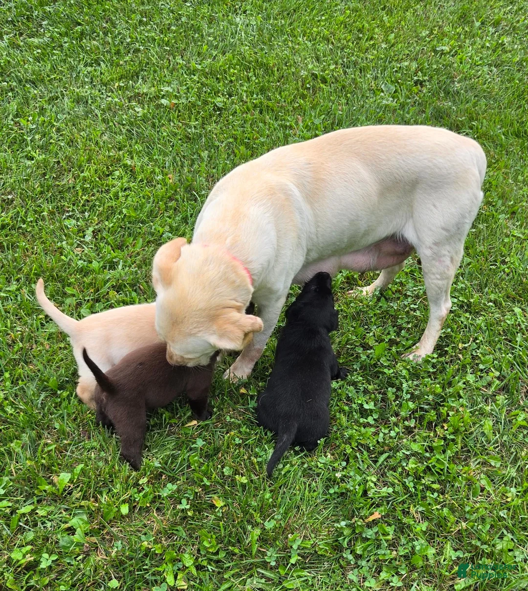 Labrador Retriever dogs for sale: Labrador Retriever Sammy - Ad 6