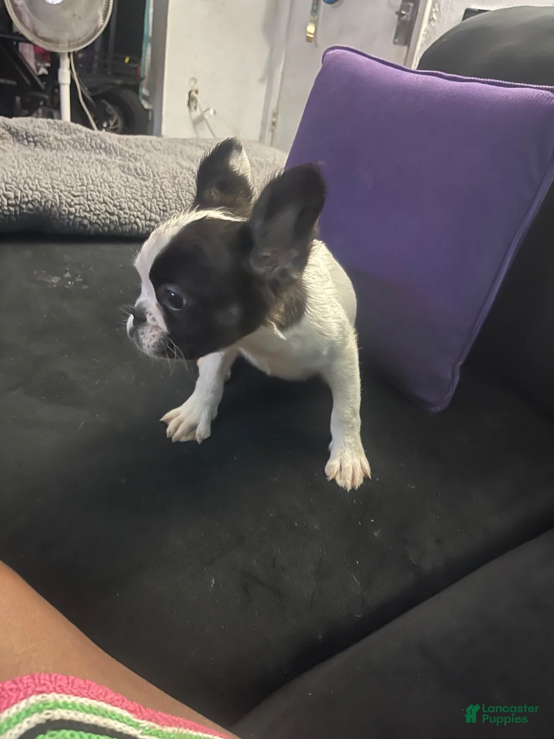 French Bulldog dogs for sale: Fluffy, French Bulldog Puppy 2 - Ad 2