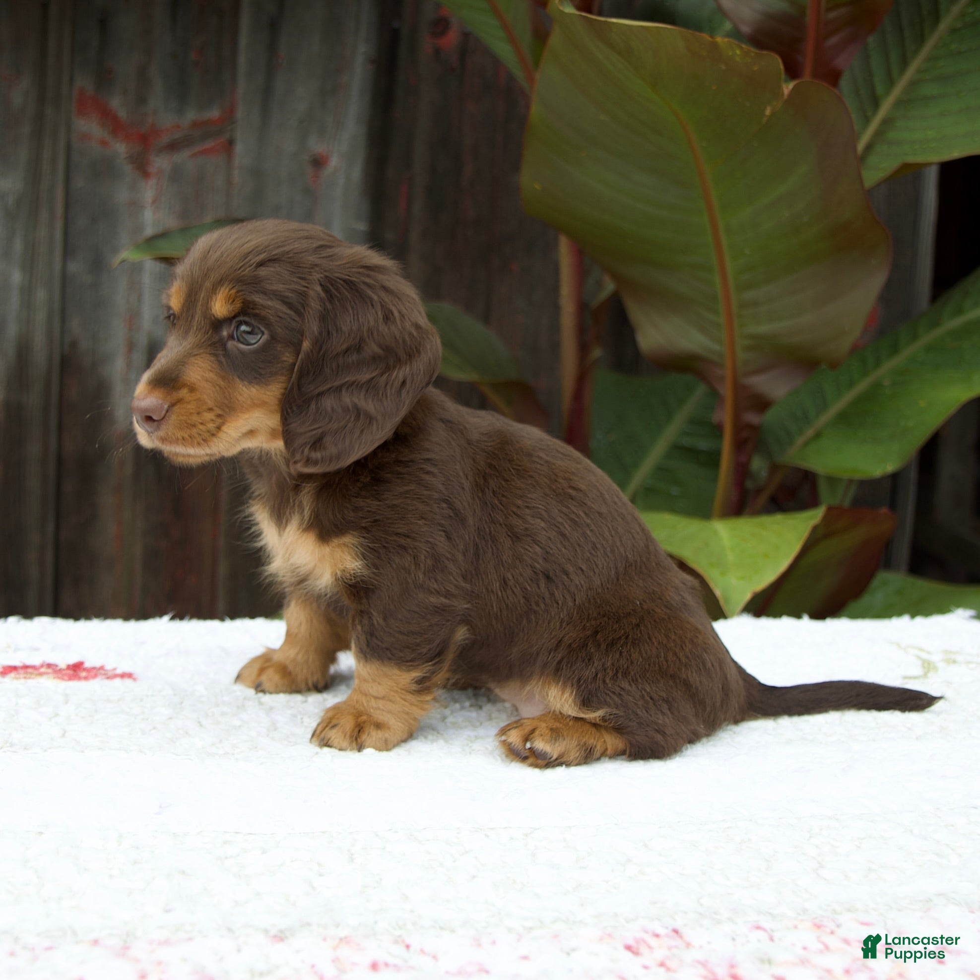 Miniature Dachshund dogs Ava - Ad 2
