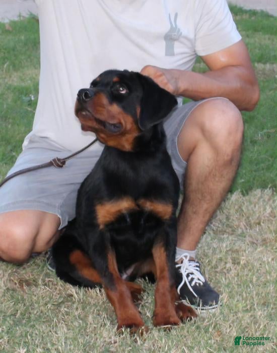 Rottweiler dogs Rottweiler 1 - Ad 2
