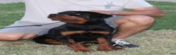Rottweiler dogs for sale: Rottweiler 1 - Ad 2