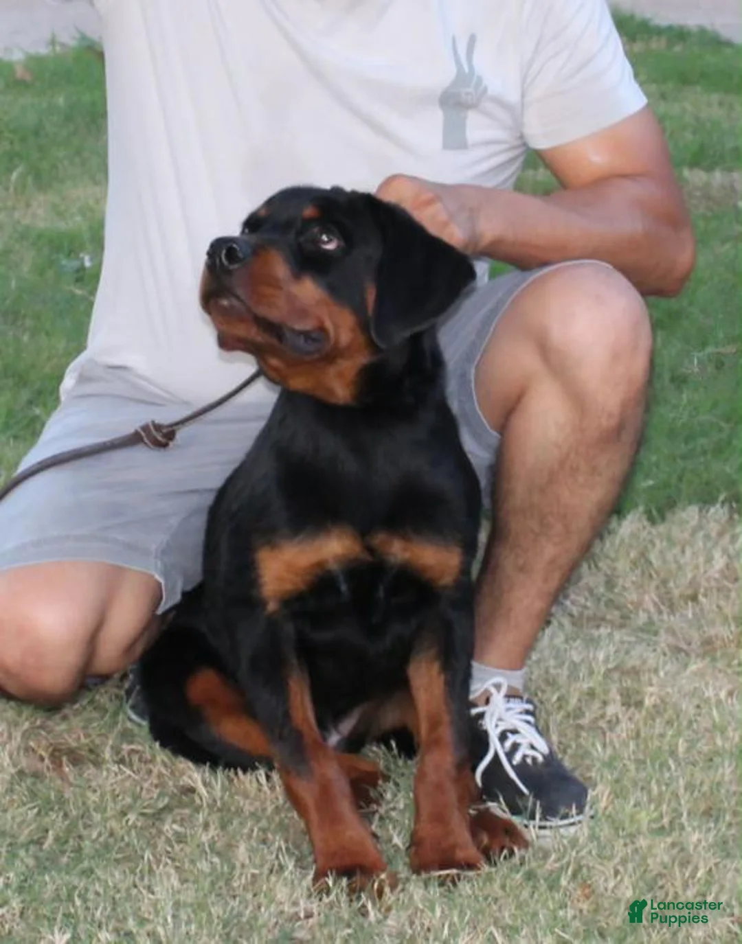 Rottweiler dogs for sale: Rottweiler 1 - Ad 2
