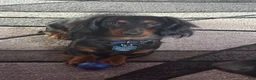 Miniature Dachshund dogs for sale: Miniature Dachshund Puppy 2 - Ad 9