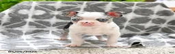 Boston Terrier dogs for sale: Wellington - Ad 5