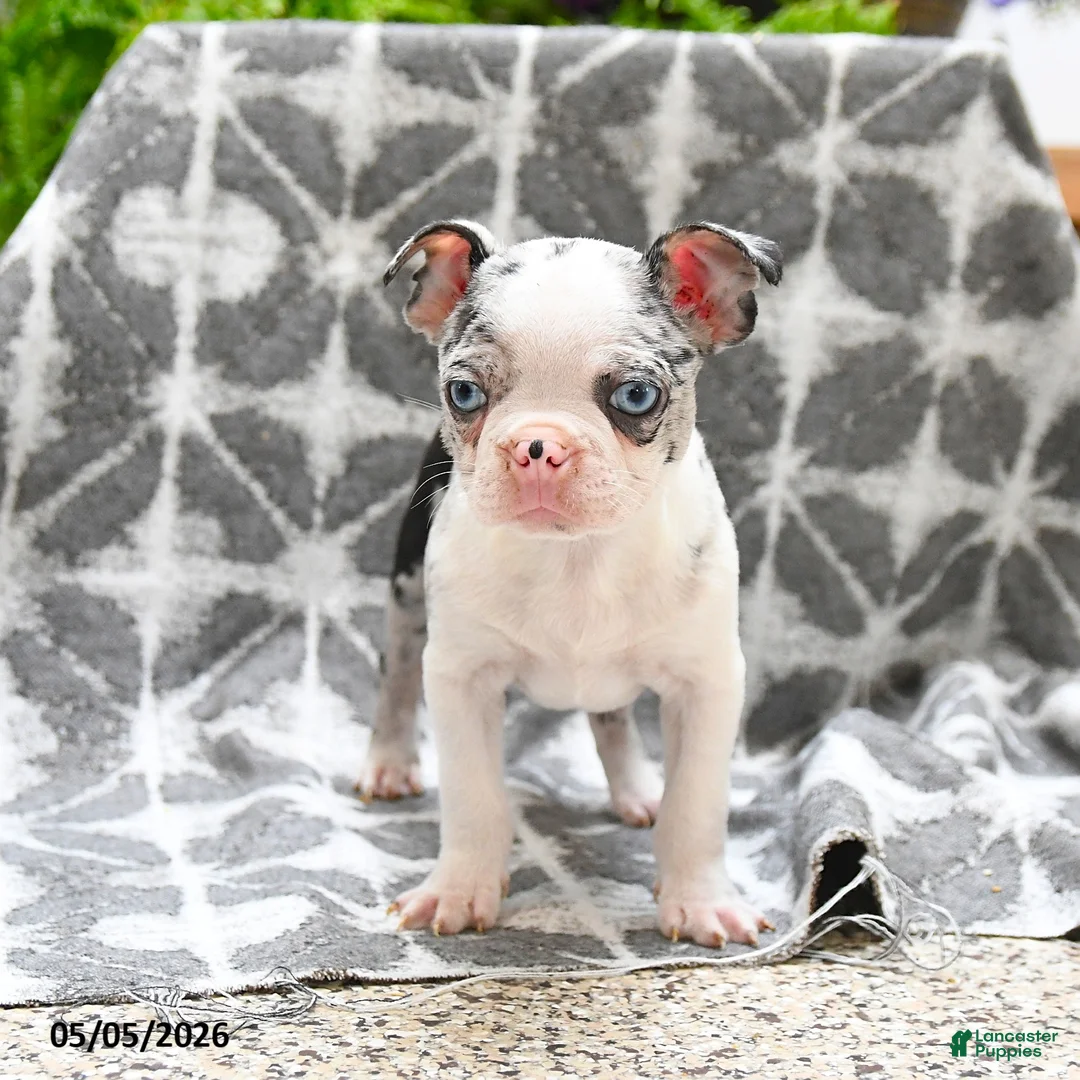 Boston Terrier dogs for sale: Wellington - Ad 5