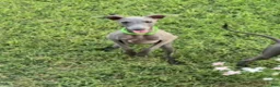 Italian Greyhound dogs for sale: Usher - Ad 10