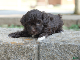 Mixed Breed dogs - Ad 11