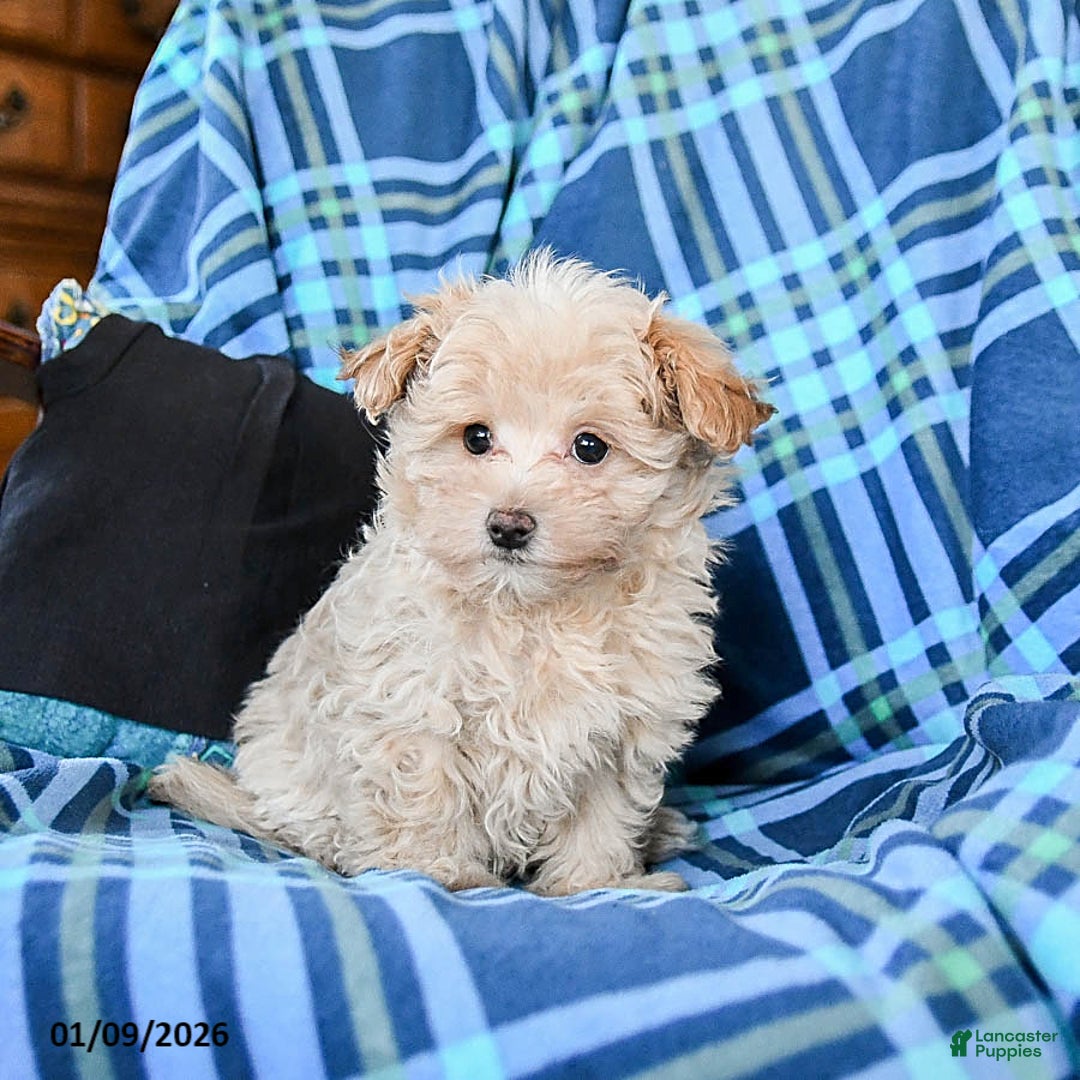 Maltipoo dogs for sale: Coffee - Ad 4