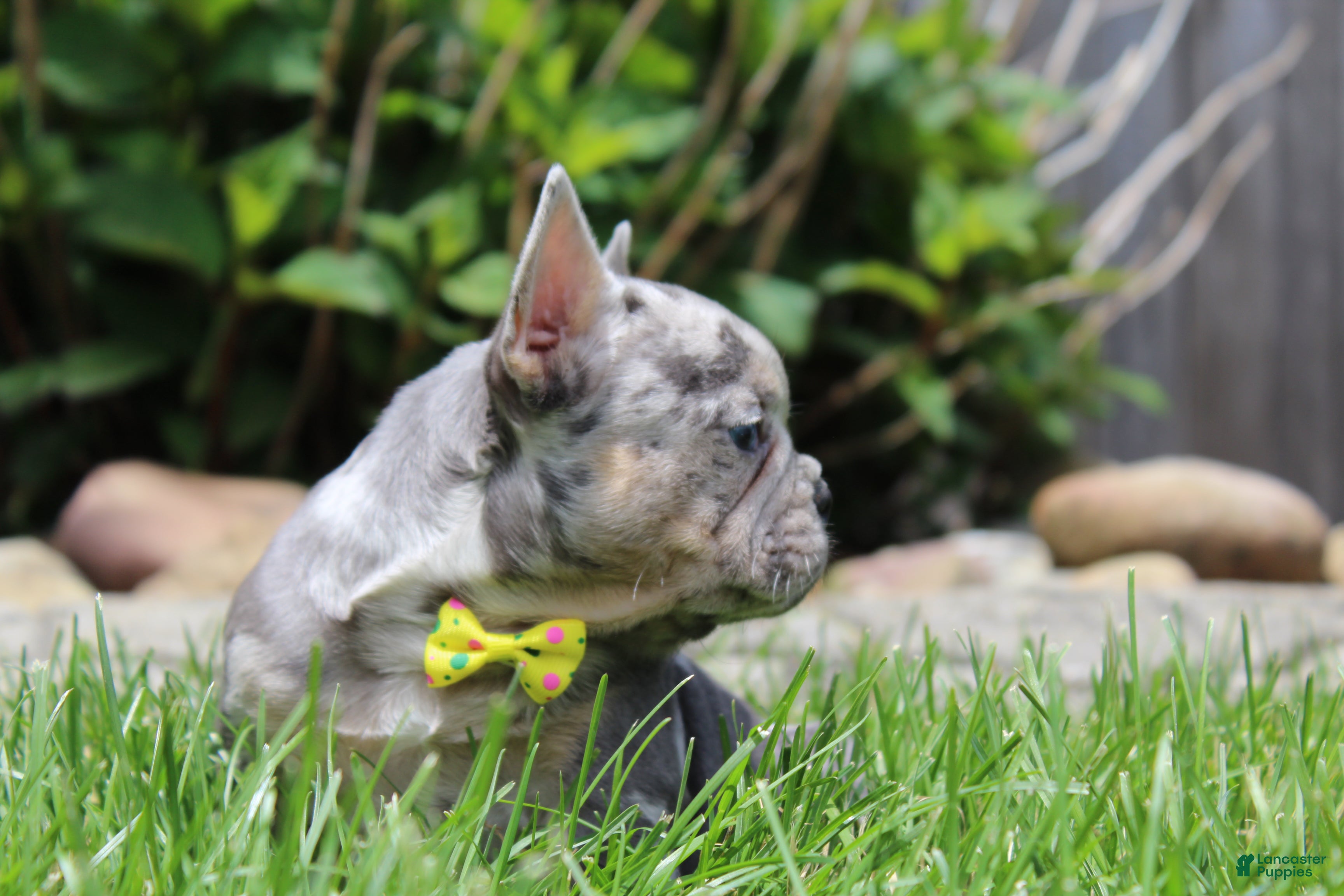 French Bulldog dogs for sale: AKC Bella - Ad 6