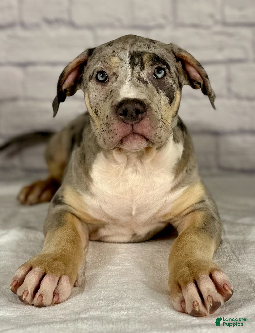 American Bully dogs for sale: Blue Moon - Ad 3