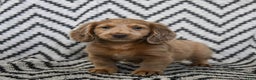 Miniature Dachshund dogs for sale: Ziggy - Ad 3