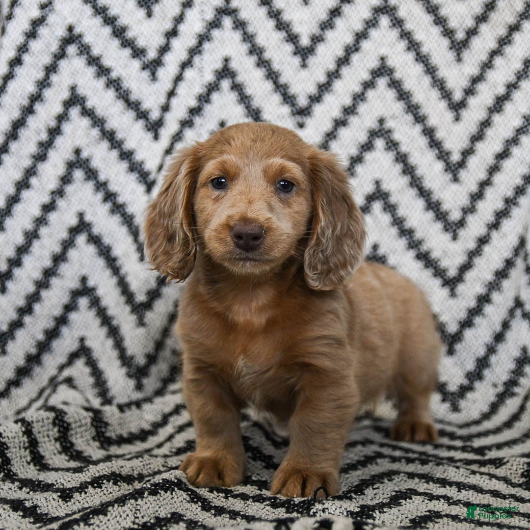 Miniature Dachshund dogs for sale: Ziggy - Ad 3