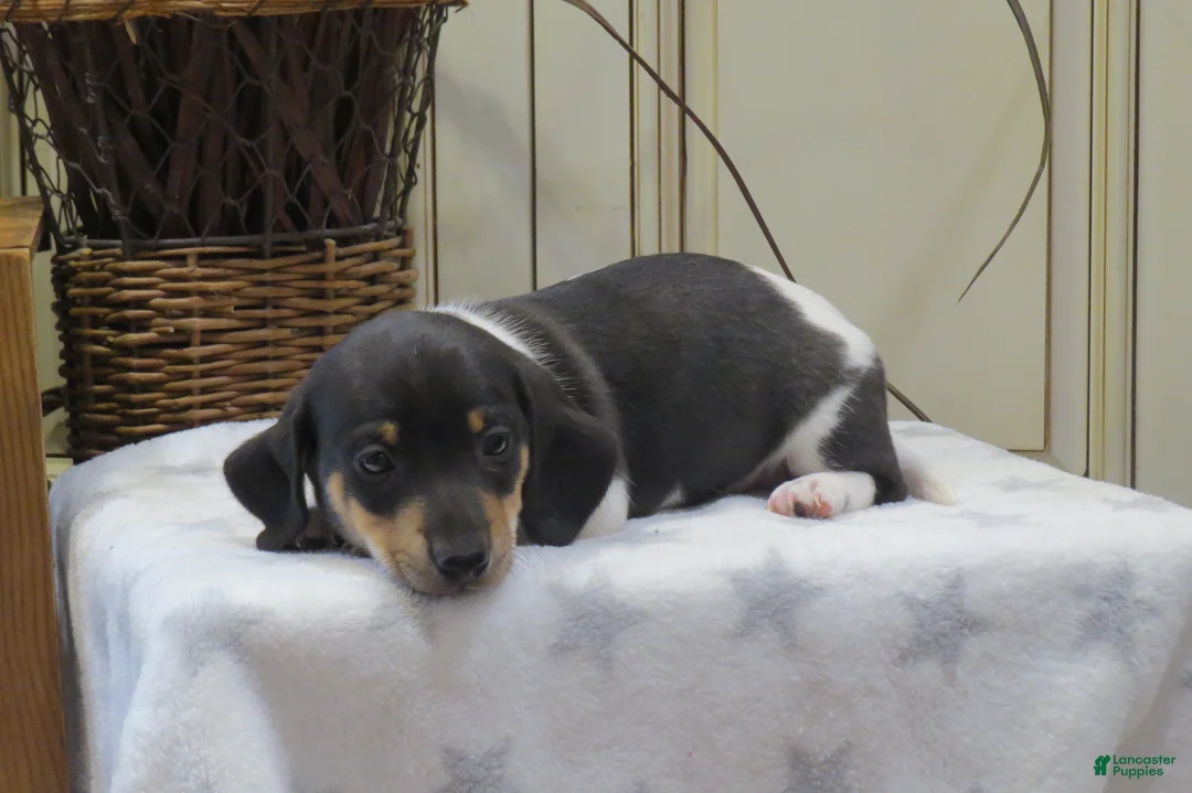 Miniature Dachshund dogs for sale: Jasper - Ad 6