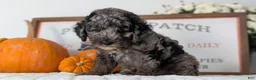 Miniature Poodle dogs for sale: Hunter - Ad 5