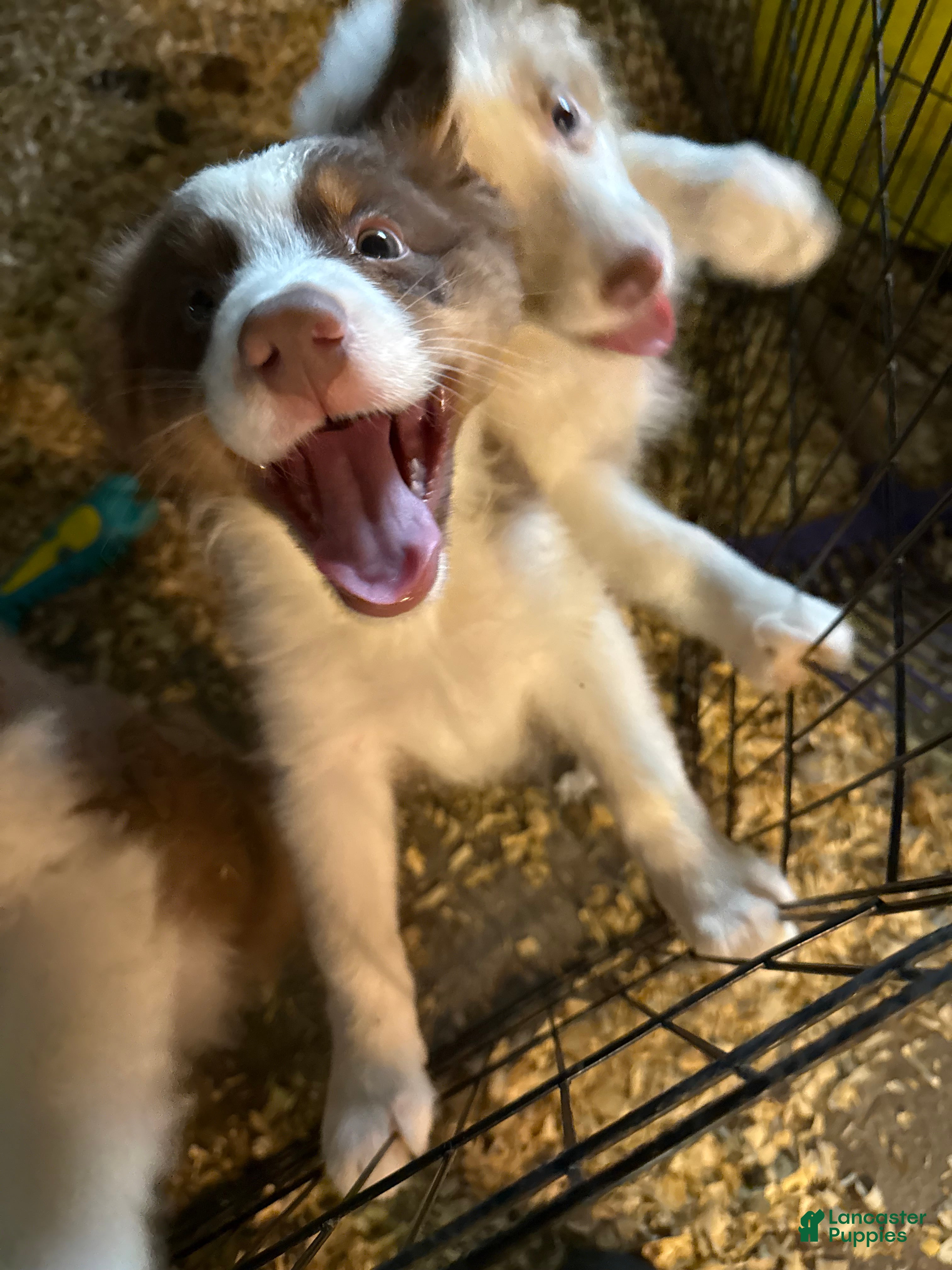 Australian Shepherd dogs Australian Shepherd 3 - Ad 5