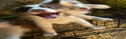 Australian Shepherd dogs for sale: Australian Shepherd 3 - Ad 1