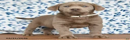 Labrador Retriever dogs for sale: Gunner - Ad 3