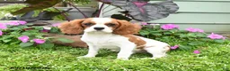 Cavalier King Charles Spaniel dogs for sale: Baxton - Ad 2