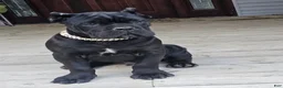 Cane Corso dogs for sale: ZEUS - Ad 6