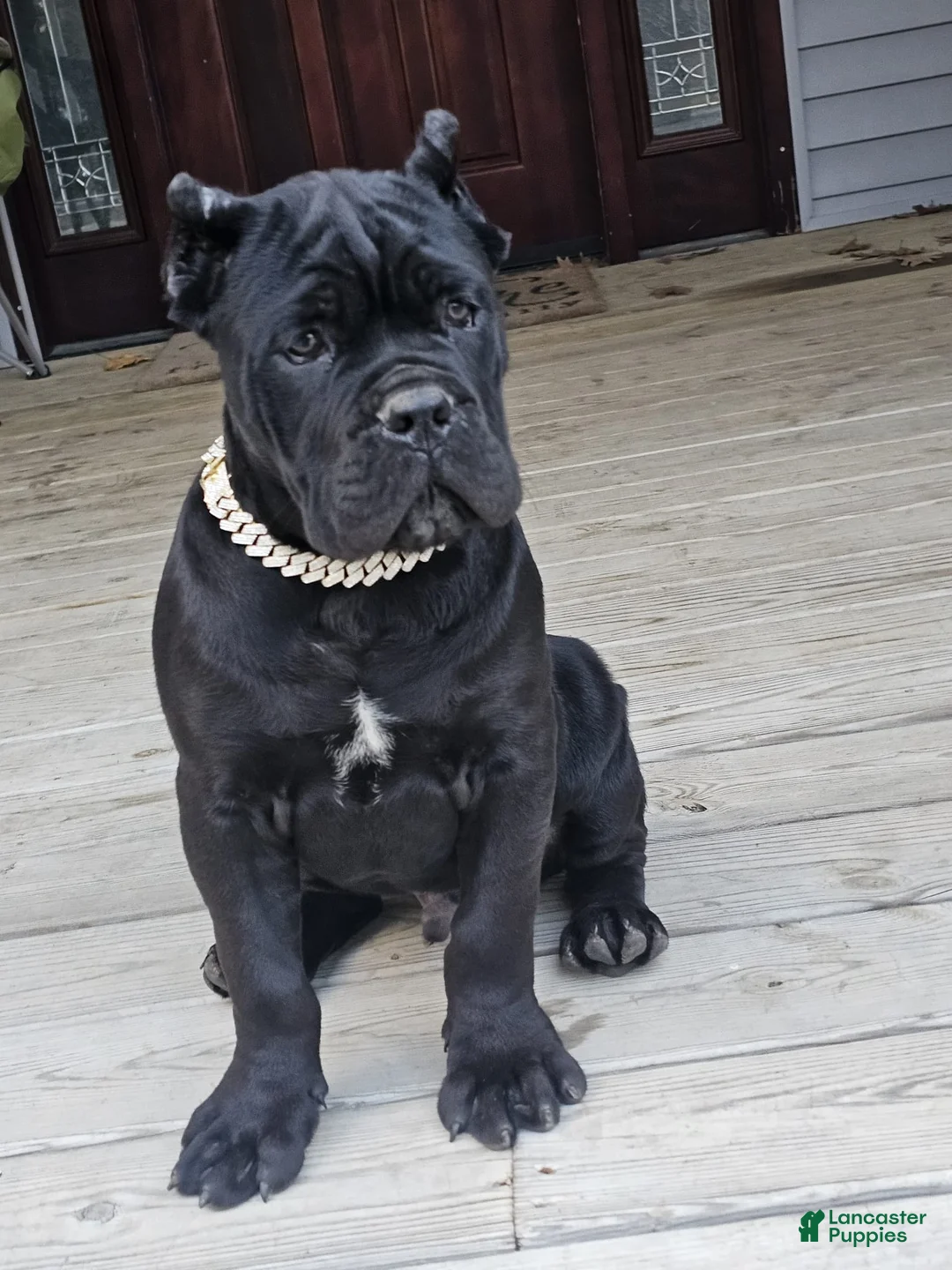 Cane Corso dogs for sale: ZEUS - Ad 6