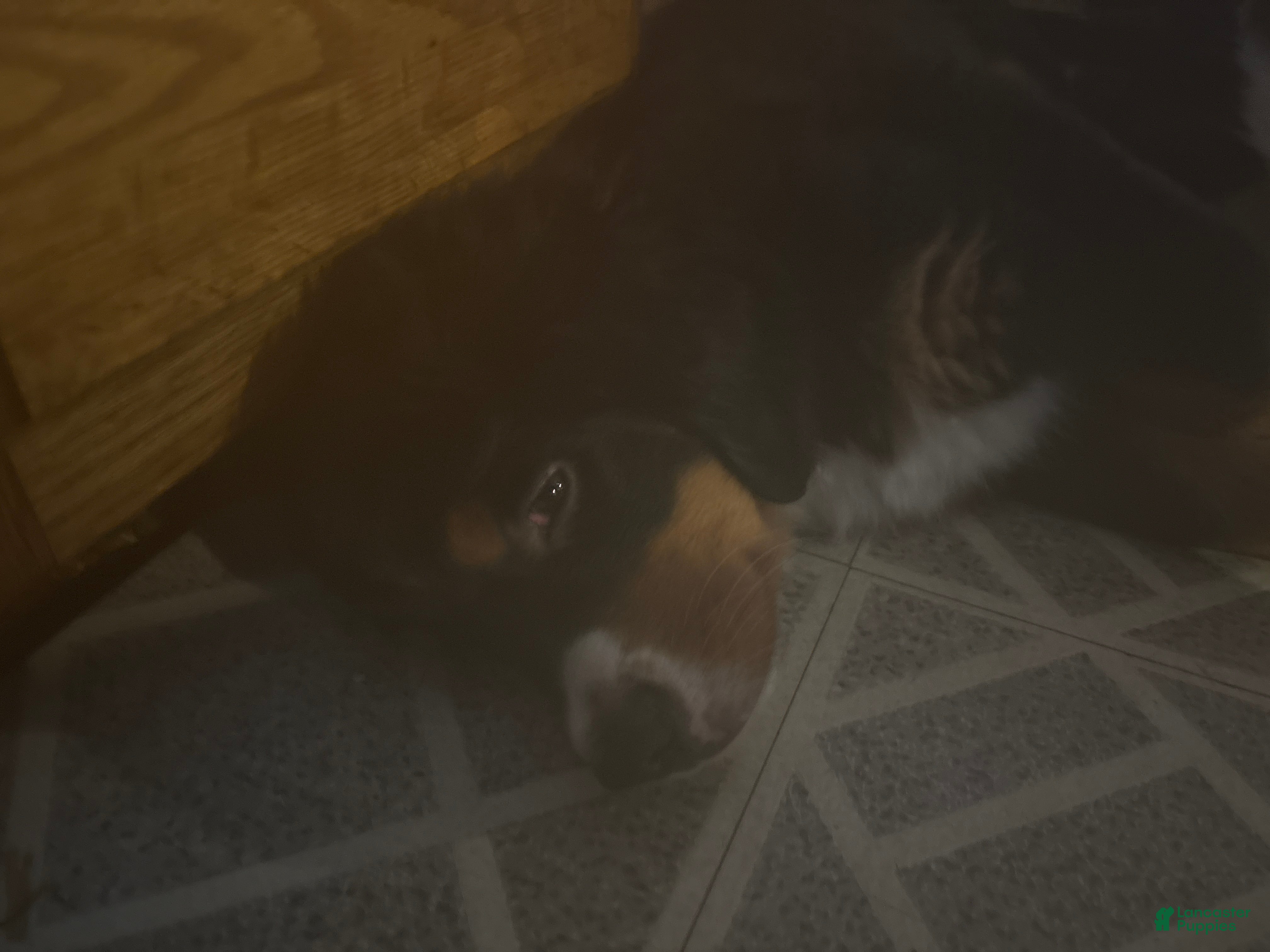 Bernese Mountain Dog dogs Bernese Mountain Dog Puppy 4 - Ad 7